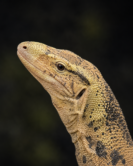 Sulphur Water Monitor